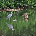 Graureiher (Ardea cinerea)