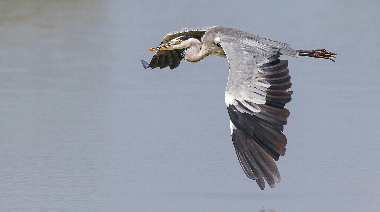 Graureiher (Ardea cinerea)