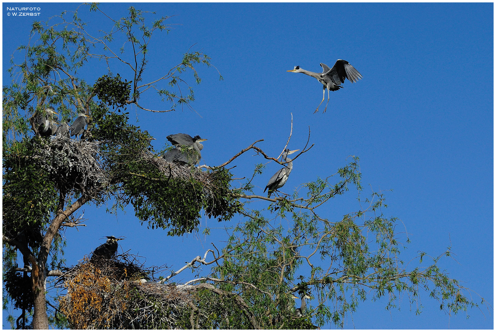 - Graureiher -  ( Ardea cinerea )