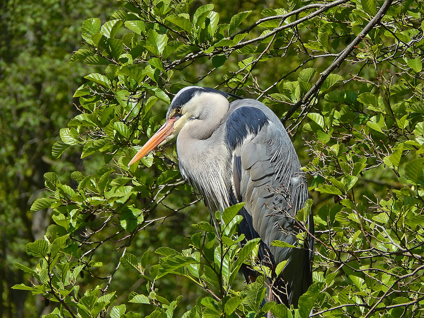 Graureiher (Ardea cinerea)