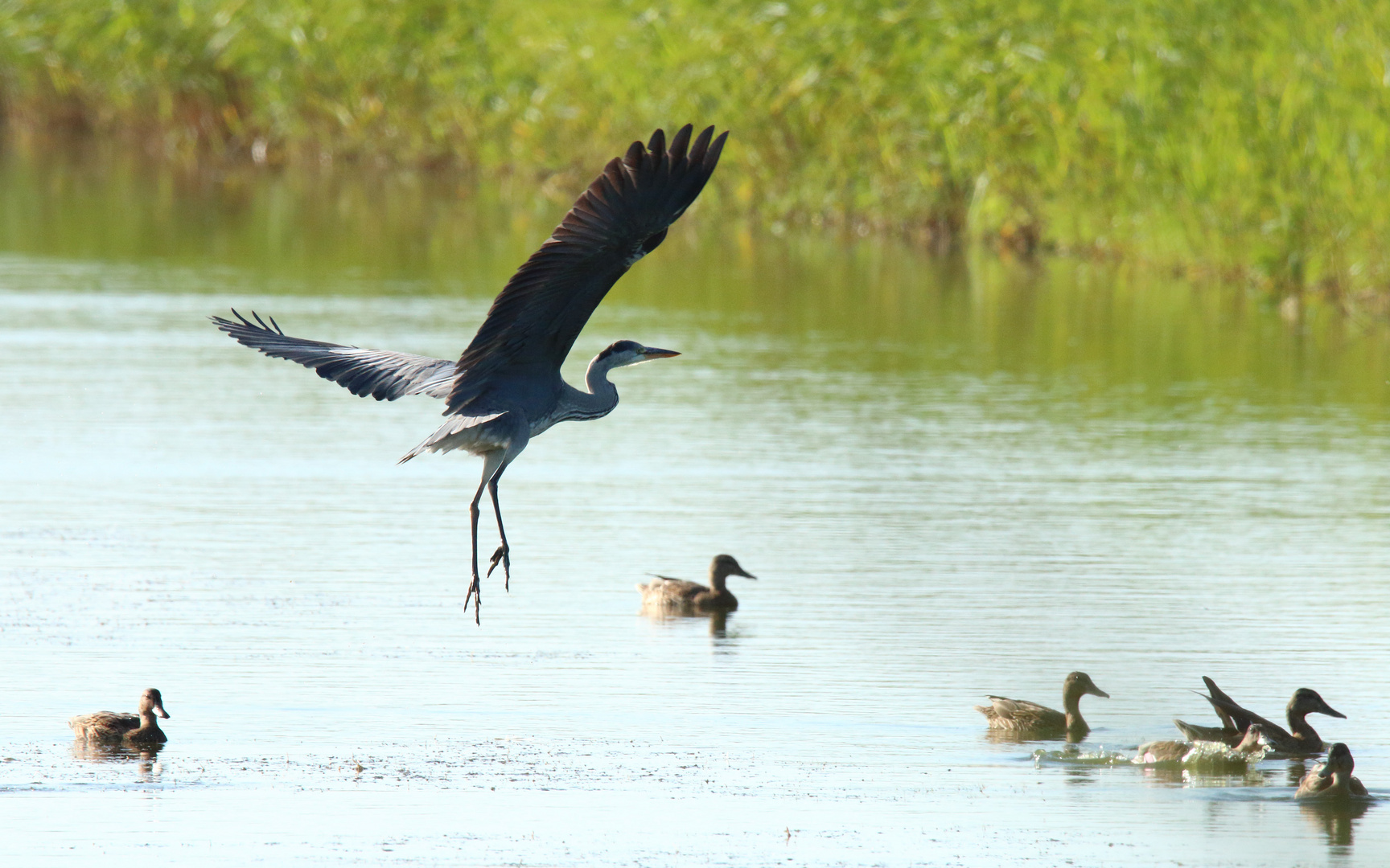 Graureiher (Ardea cinerea)