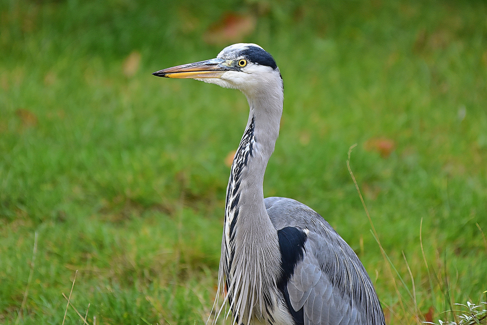 Graureiher (Ardea cinerea)