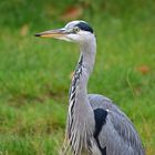 Graureiher (Ardea cinerea)