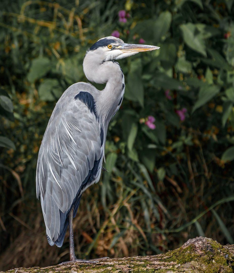 Graureiher (Ardea cinerea)