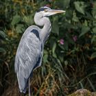 Graureiher (Ardea cinerea)