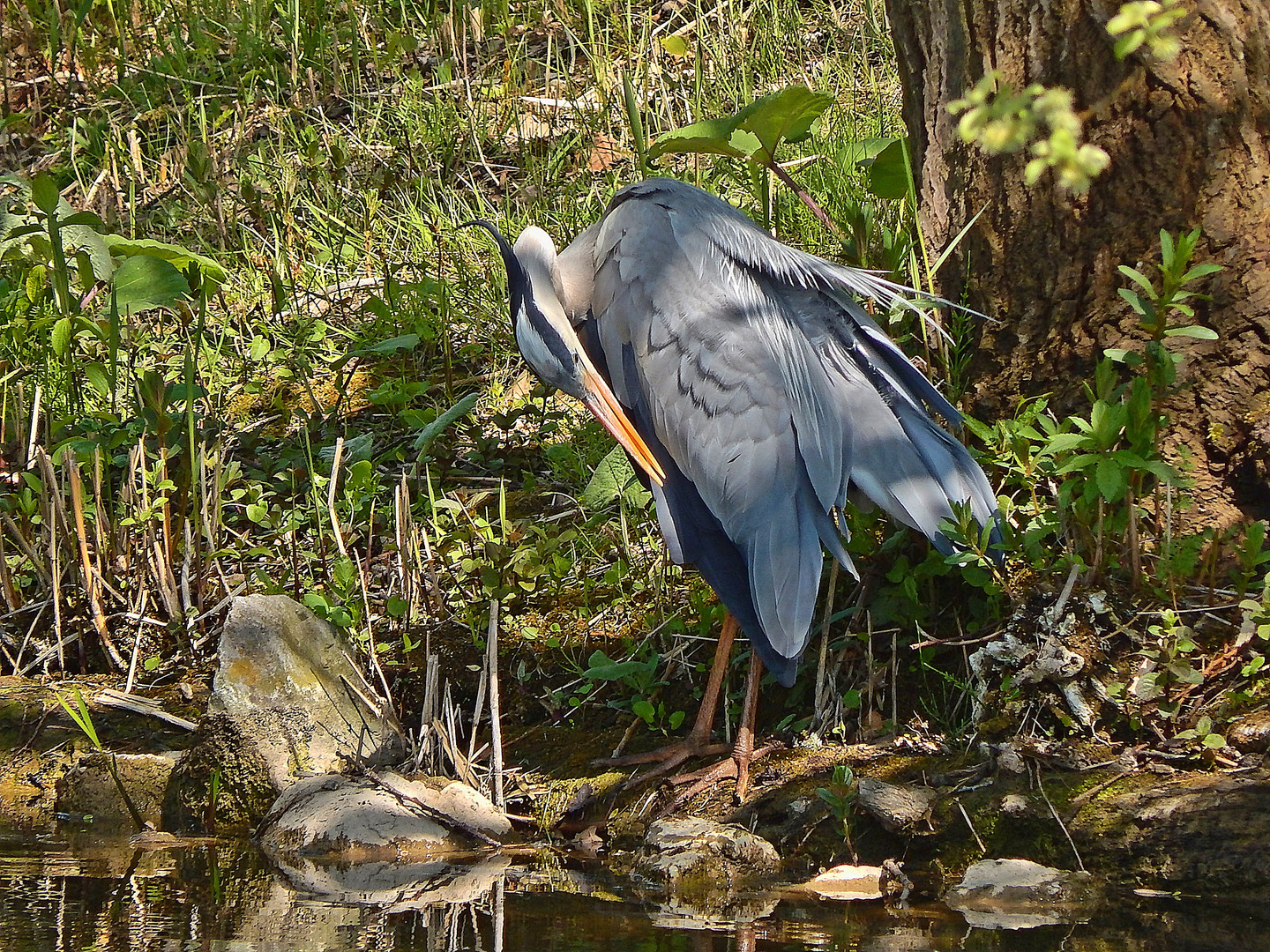 Graureiher (Ardea cinerea)