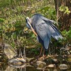 Graureiher (Ardea cinerea)