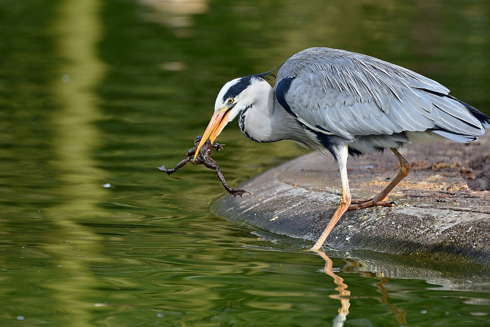 Graureiher (Ardea cinerea)