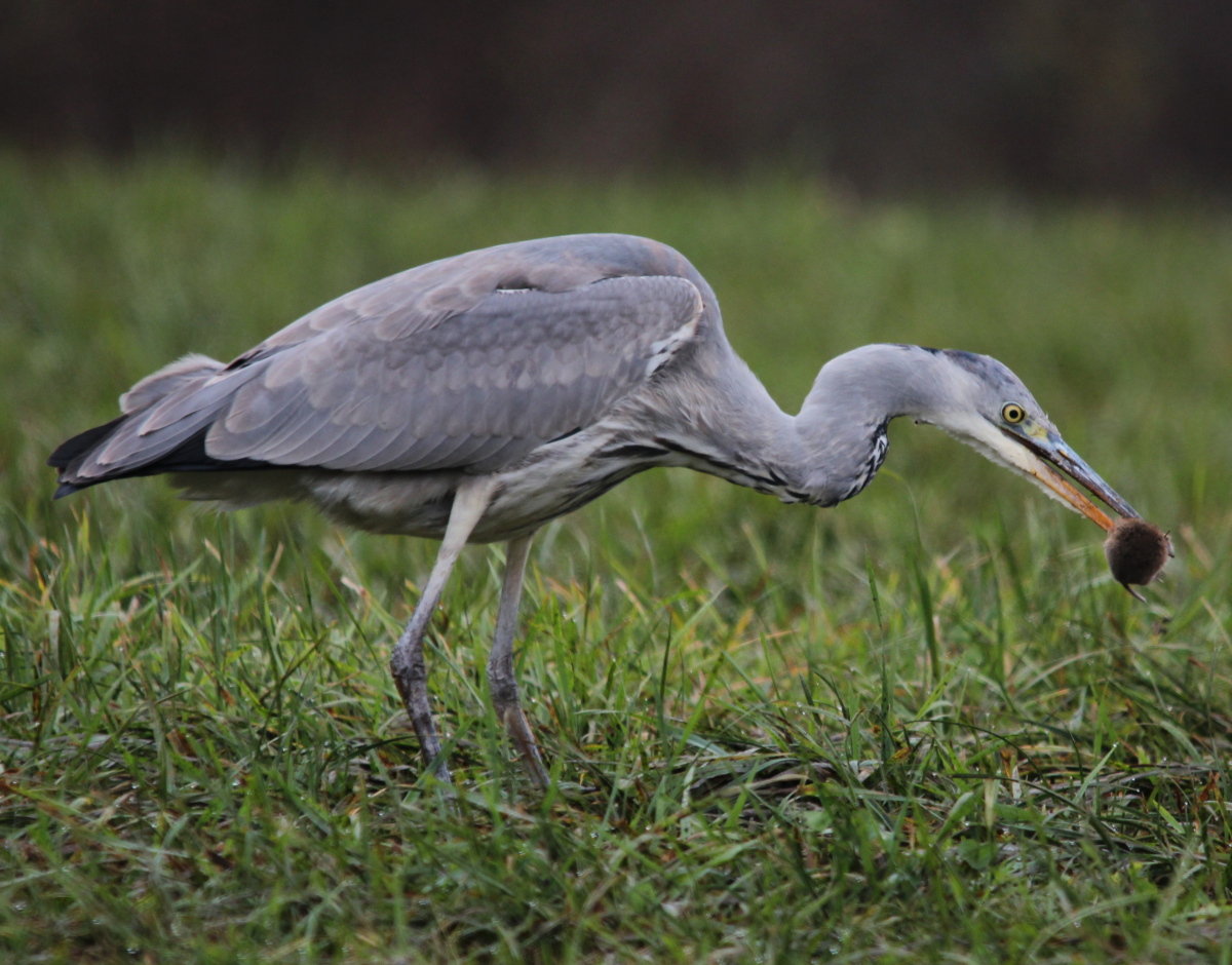 Graureiher (Ardea cinerea)