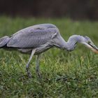 Graureiher (Ardea cinerea)