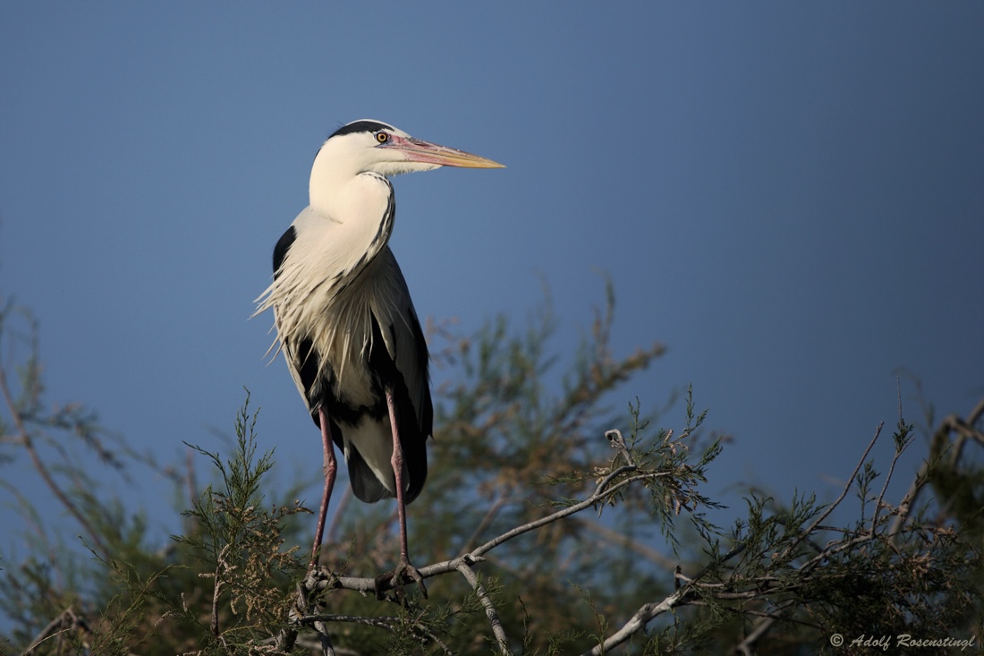 Graureiher (Ardea cinerea)