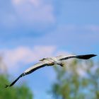 Graureiher (Ardea cinerea)