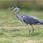 Graureiher (Ardea cinerea)