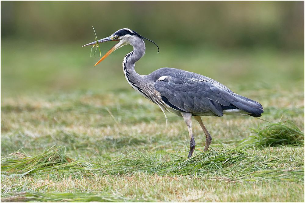 Graureiher (Ardea cinerea)