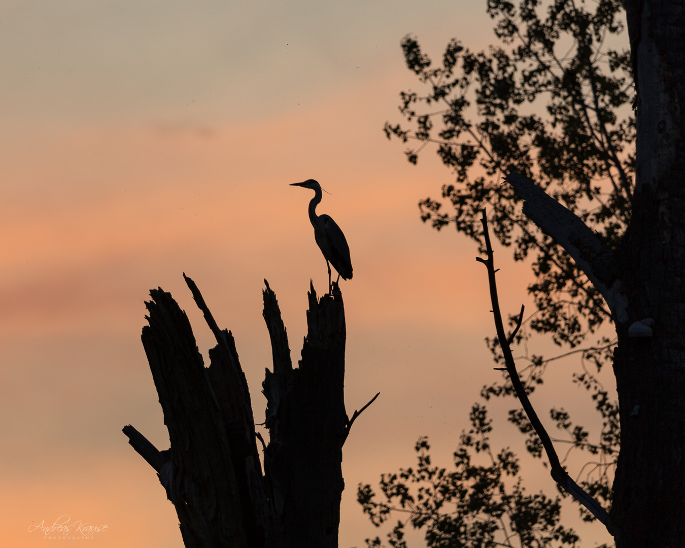 Graureiher (Ardea cinerea)