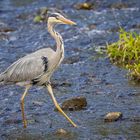 Graureiher (Ardea cinerea)