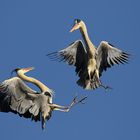 Graureiher (Ardea cinerea)