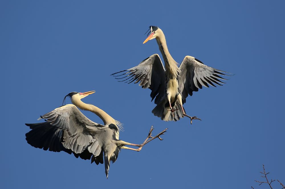 Graureiher (Ardea cinerea)