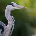 Graureiher (Ardea cinerea)