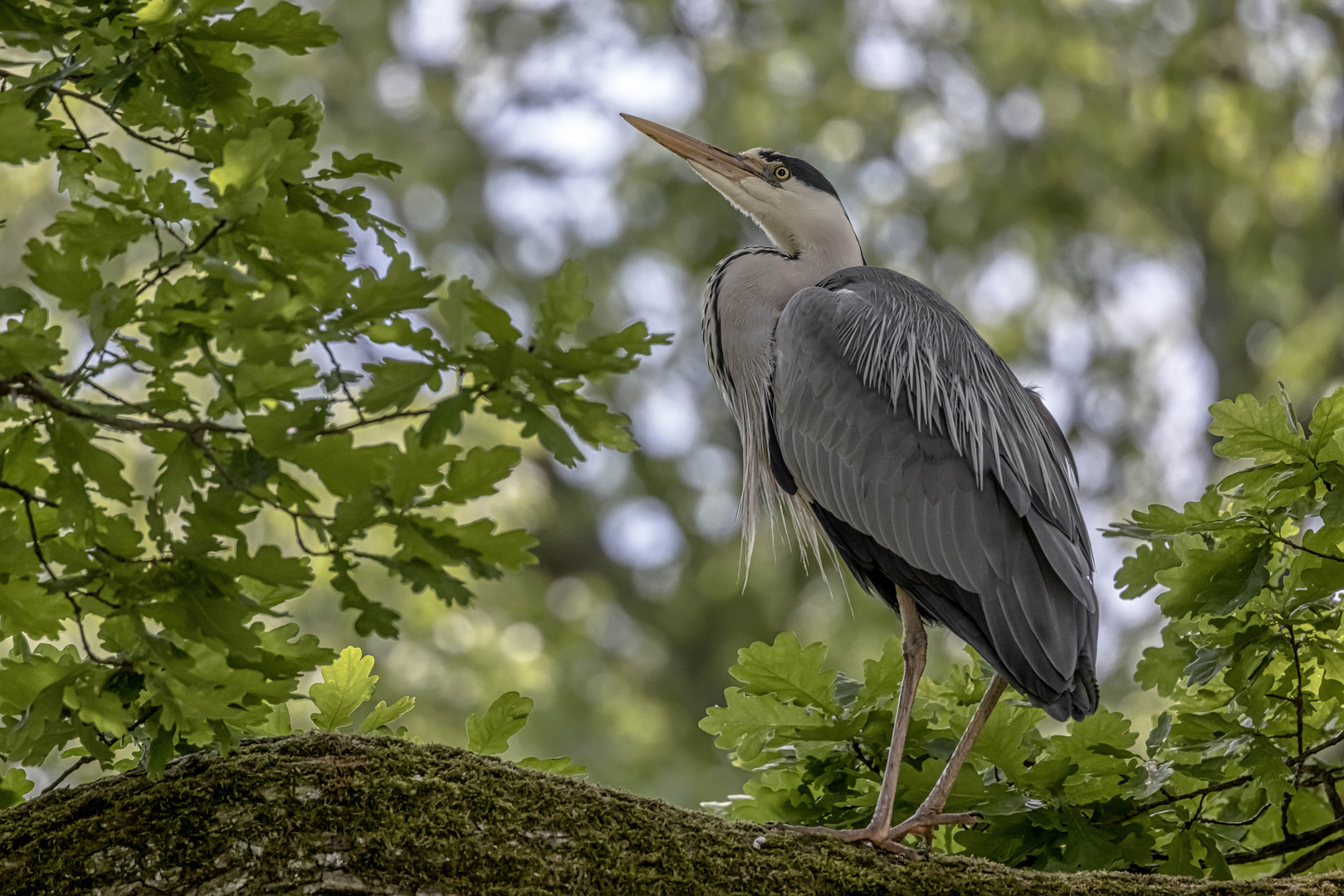 Graureiher (Ardea cinerea)  