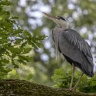 Graureiher (Ardea cinerea)  