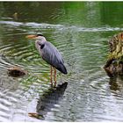 ---- Graureiher ----- ( Ardea cinerea )