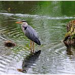 ---- Graureiher ----- ( Ardea cinerea )