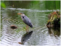 ---- Graureiher ----- ( Ardea cinerea )