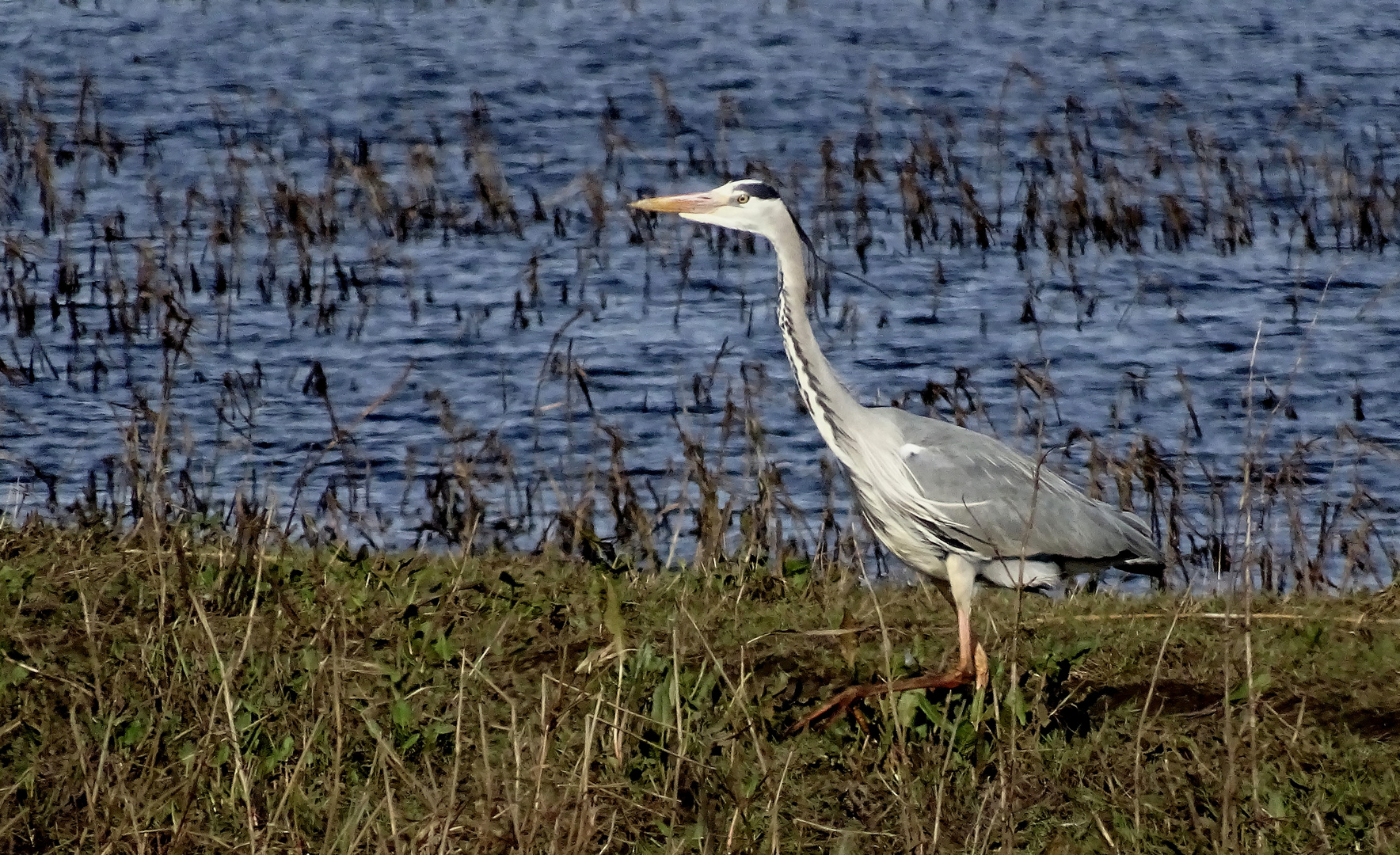 Graureiher (Ardea cinerea)