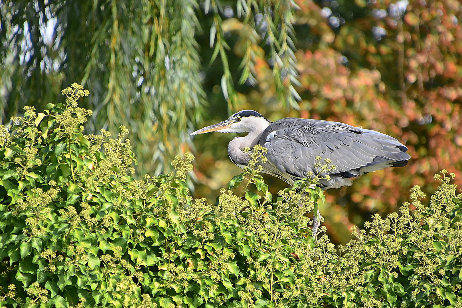 Graureiher (Ardea cinerea)