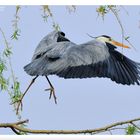 - Graureiher - ( Ardea cinerea )