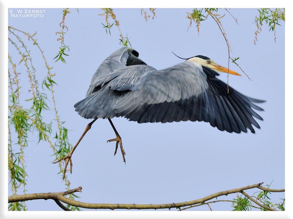 - Graureiher - ( Ardea cinerea )