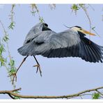 - Graureiher - ( Ardea cinerea )