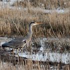 Graureiher (Ardea cinerea) ...