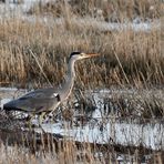 Graureiher (Ardea cinerea) ...