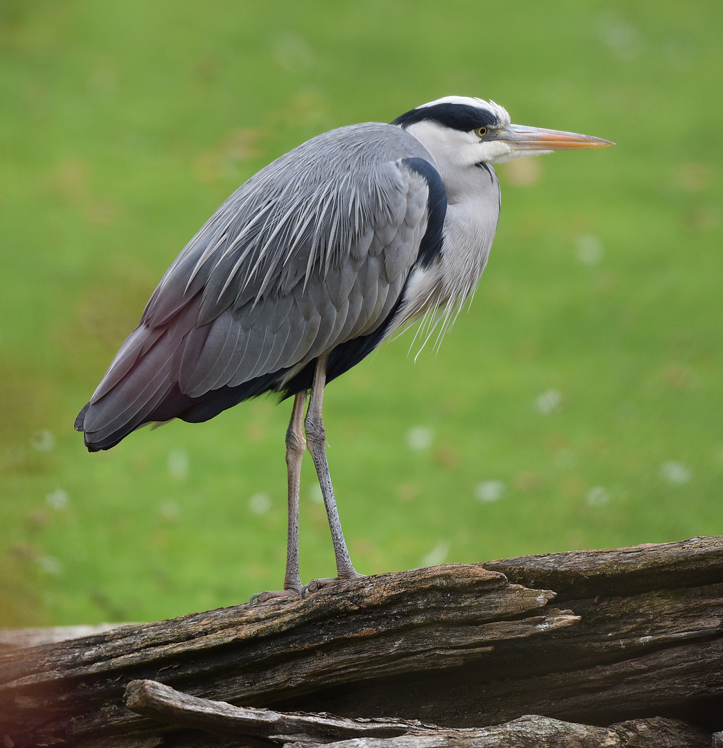 Graureiher (Ardea cinerea)