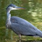 Graureiher (Ardea cinerea)