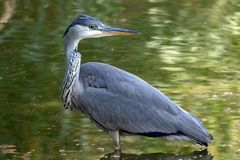 Graureiher (Ardea cinerea)