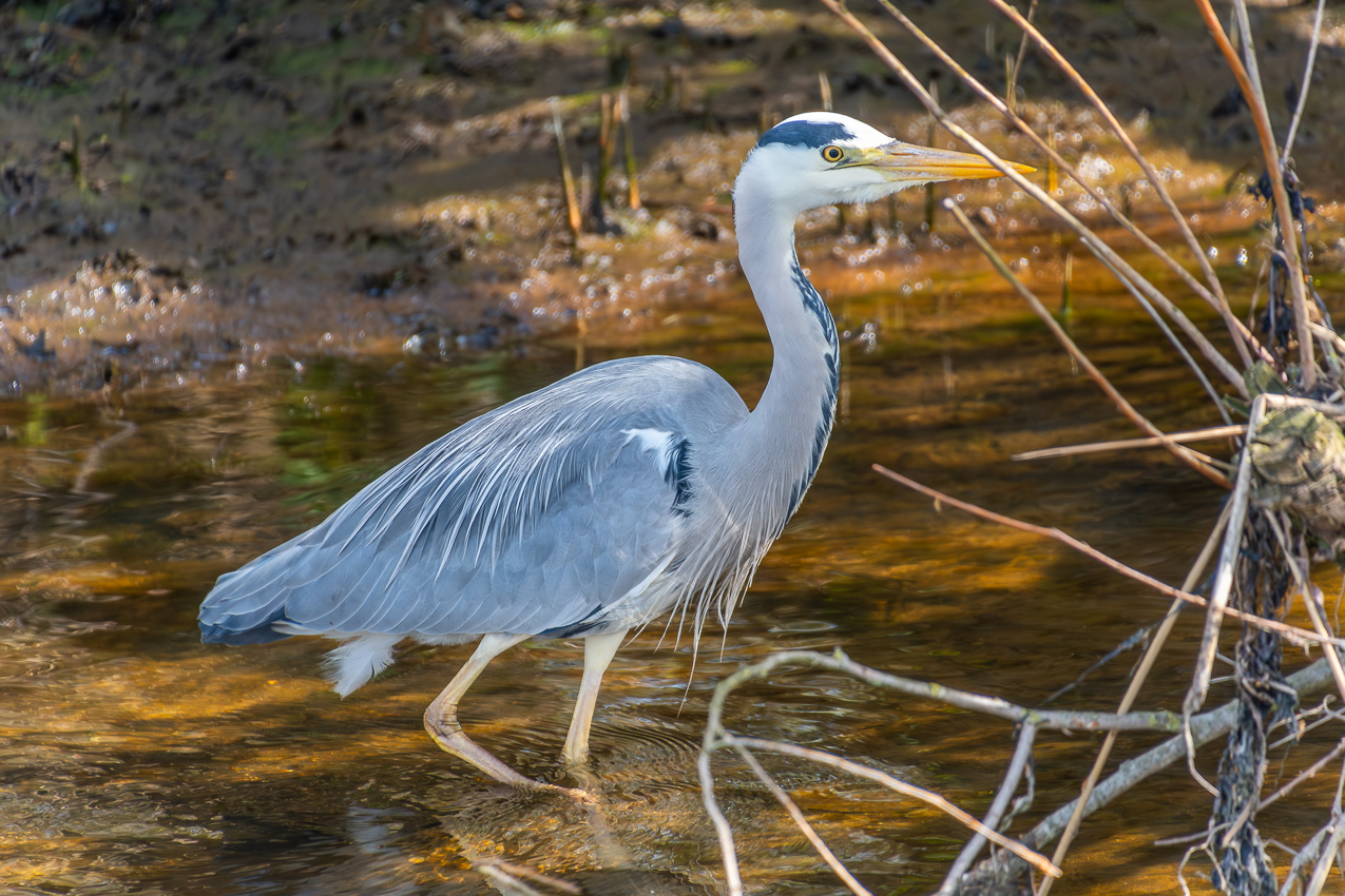 Graureiher (Ardea cinerea)