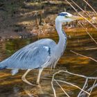 Graureiher (Ardea cinerea)