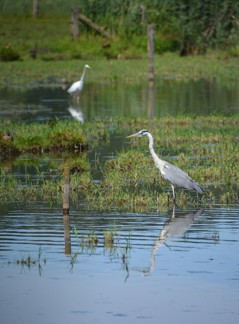 Graureiher - Ardea cinerea