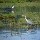 Graureiher - Ardea cinerea