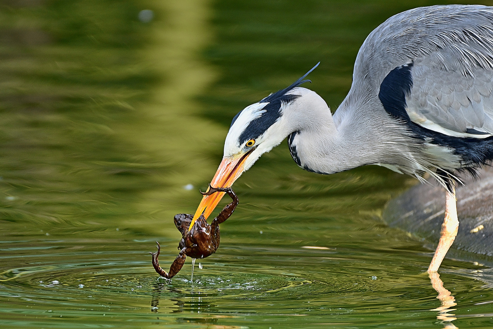 Graureiher (Ardea cinerea)