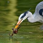 Graureiher (Ardea cinerea)