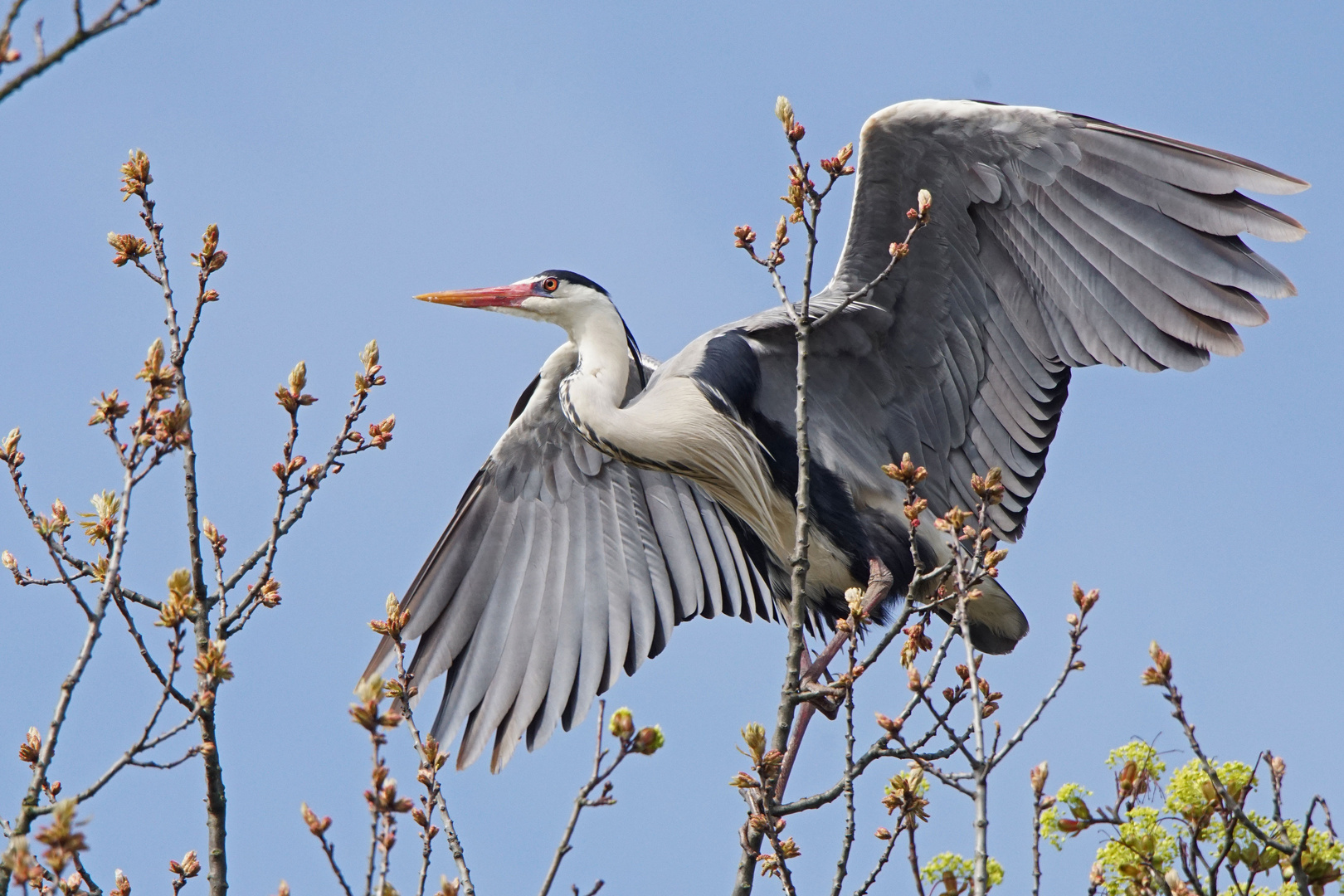 Graureiher (Ardea cinerea)