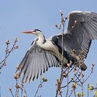 Graureiher (Ardea cinerea)