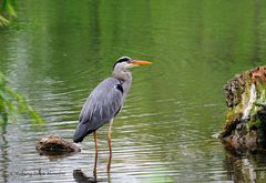 --- Graureiher ---- ( Ardea cinerea )