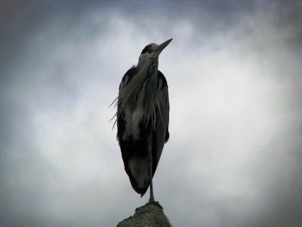 Graureiher (Ardea cinerea),