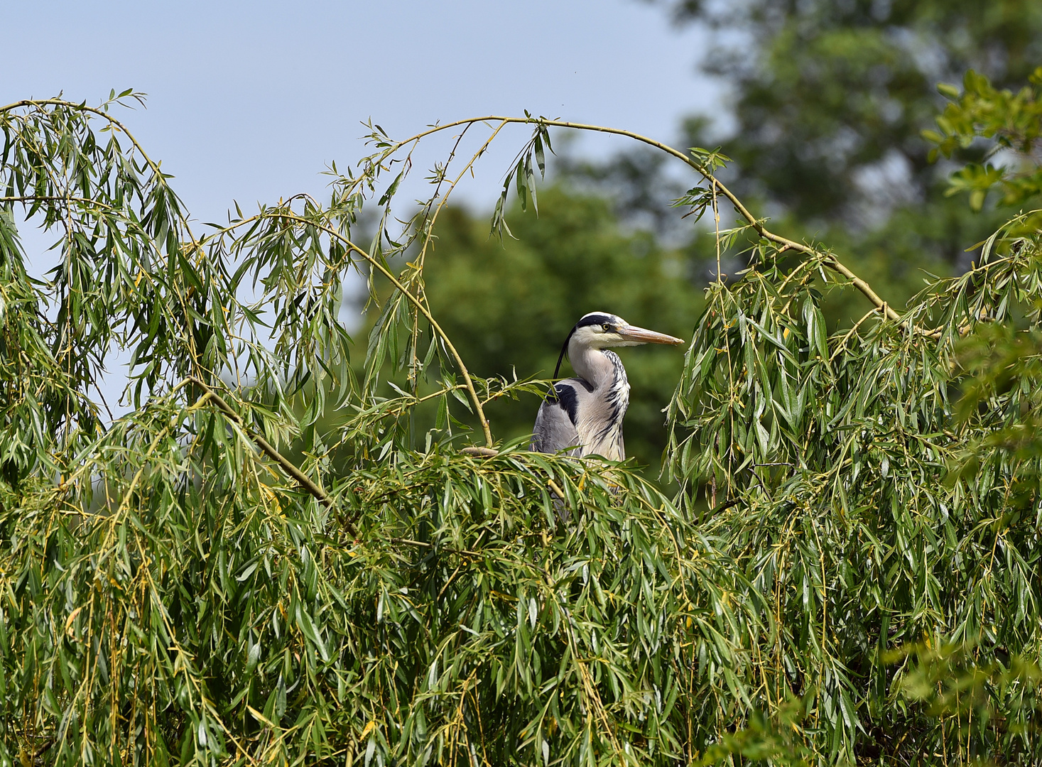 Graureiher (Ardea cinerea)