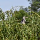 Graureiher (Ardea cinerea)